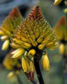 Aloe angelica